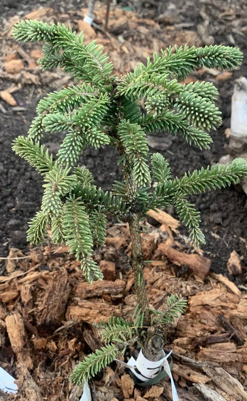 Picea pungens 'Bar'