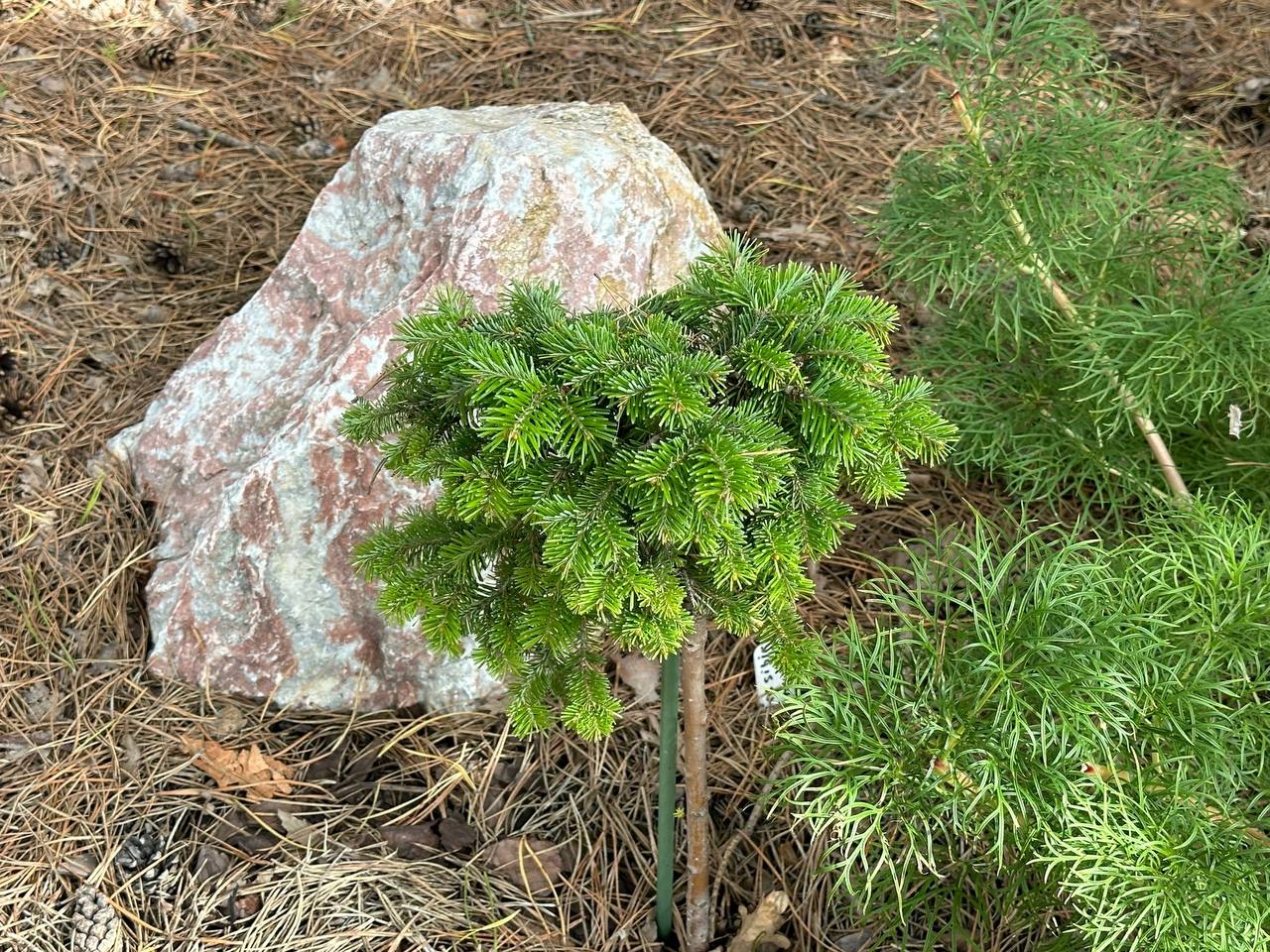 Abies sibirica ‘Serko’