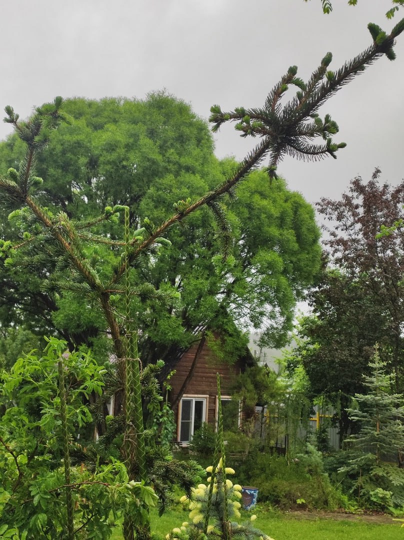 Picea abies 'Lombartsii'