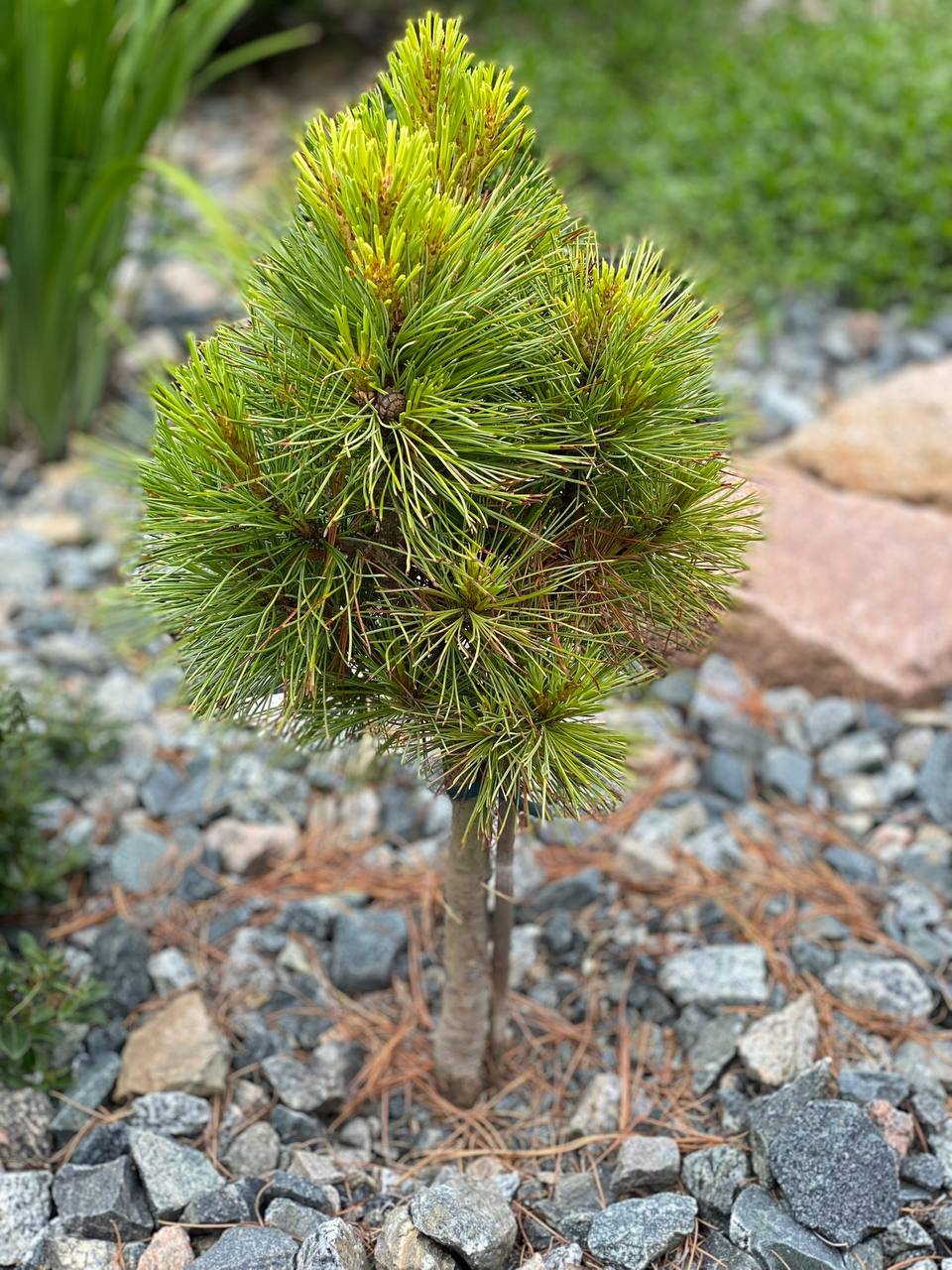 Pinus sibirica ‘Recordistka’