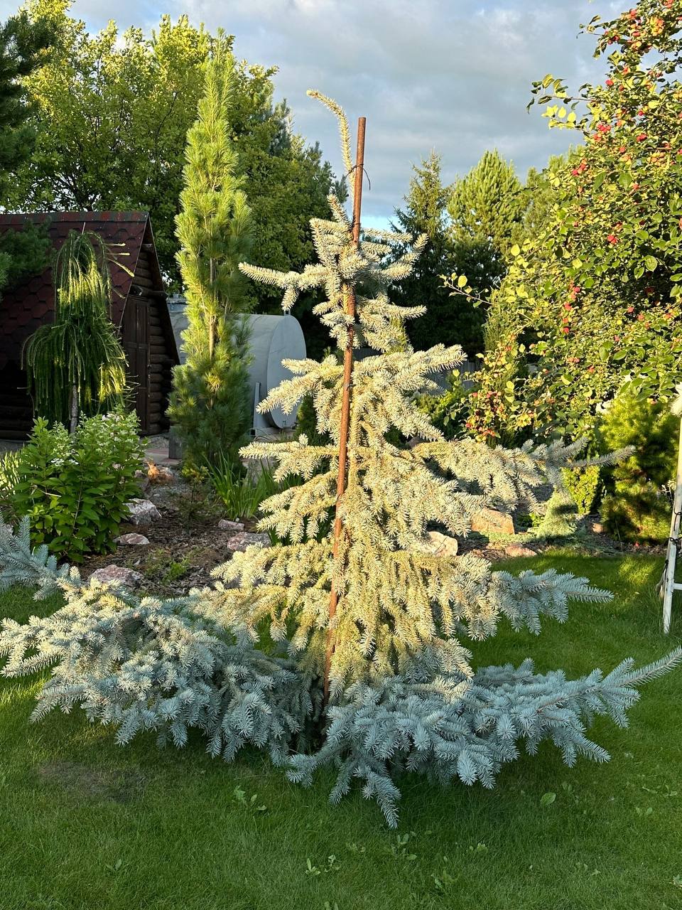 Picea pungens ‘Glauca Pendula’