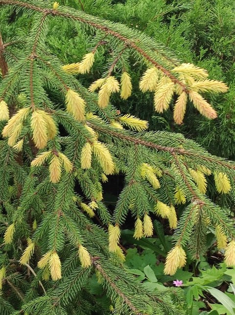 Picea abies 'Roseospicata (Rosea)'