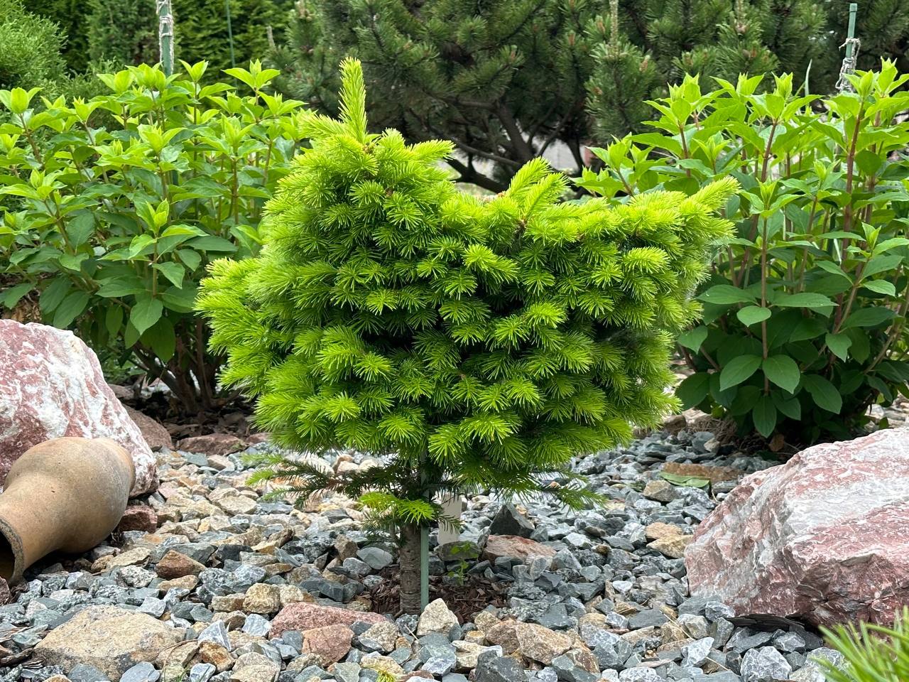 Abies sibirica ‘Austerlits’