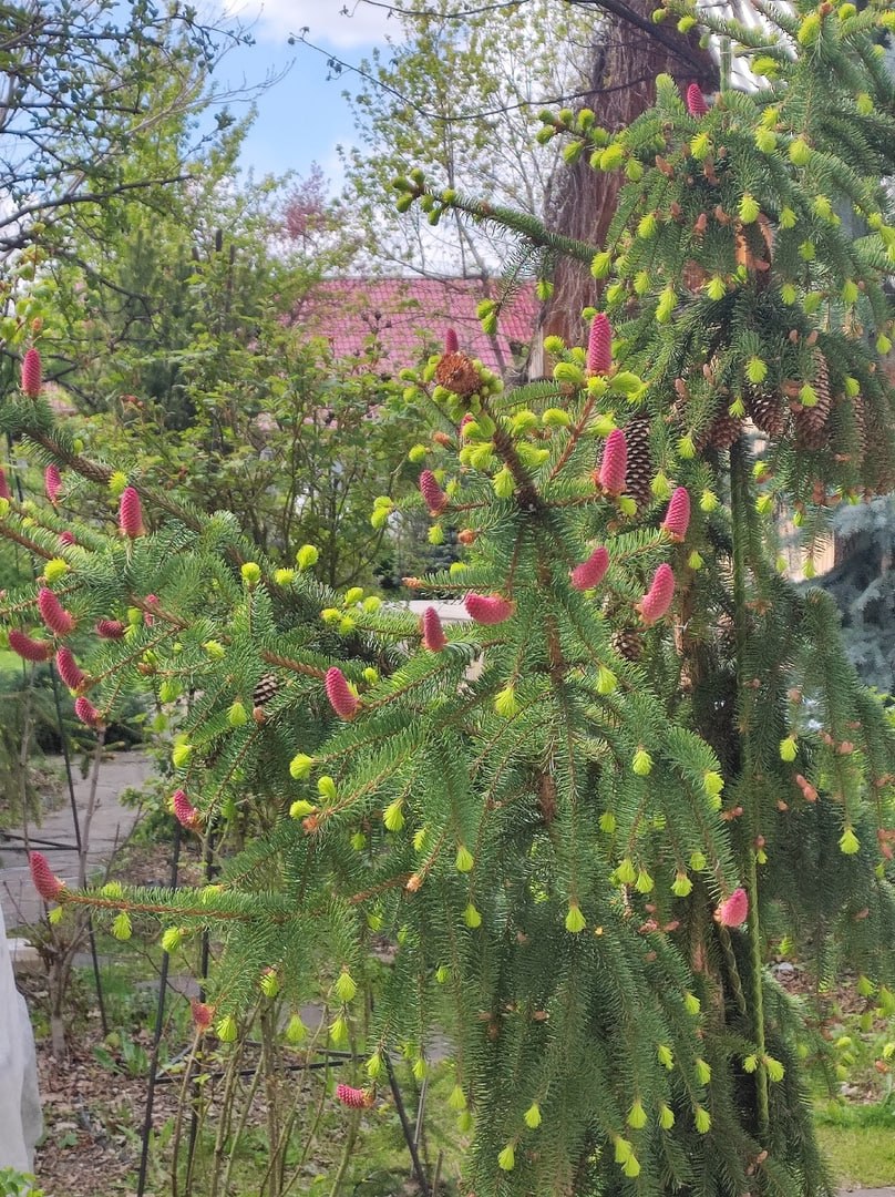 Picea abies 'Acrocona'