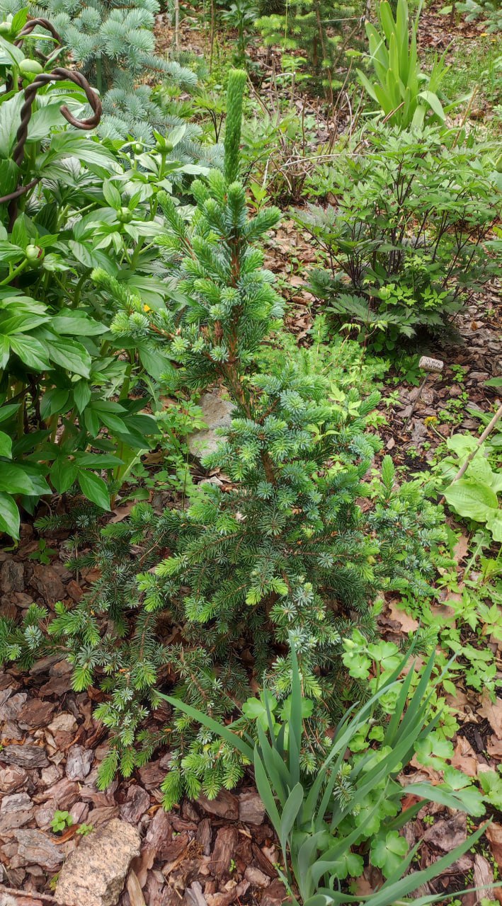 Picea omorika 'De Ruyter'