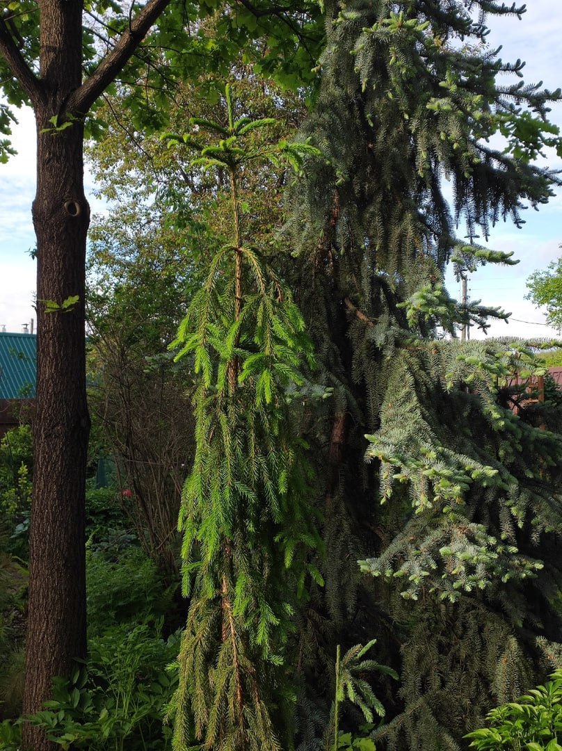 Picea abies 'Frohburg'