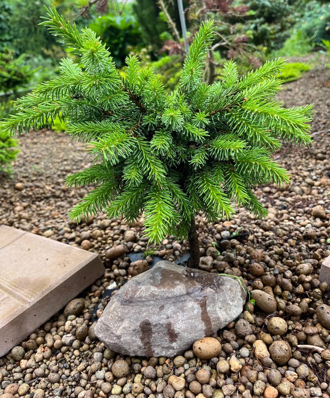 Picea obovata 'Karelian Bear'