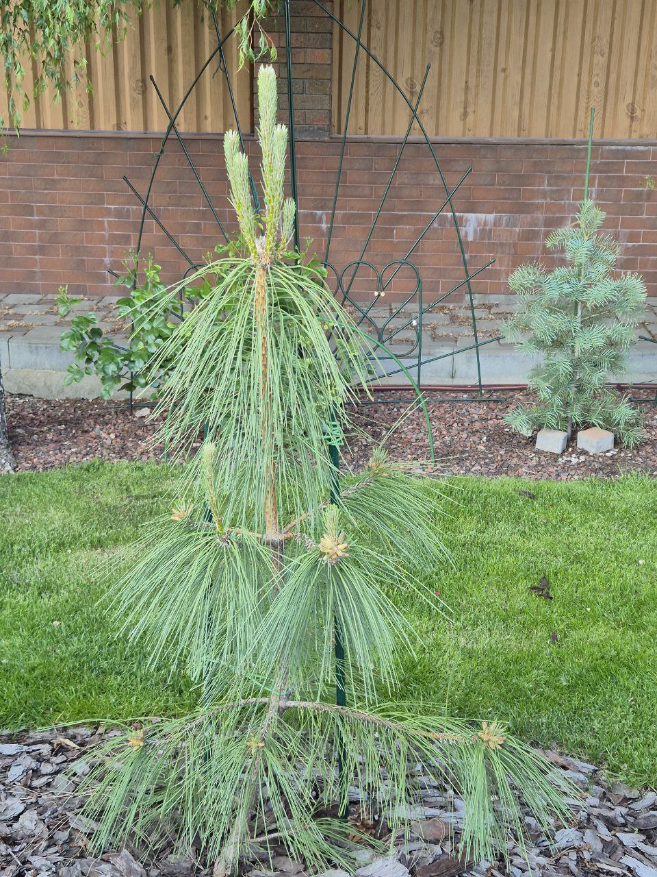 Pinus nigra 'Maritima'
