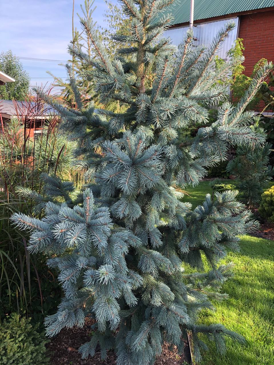 Picea engelmannii ‘Glauca’