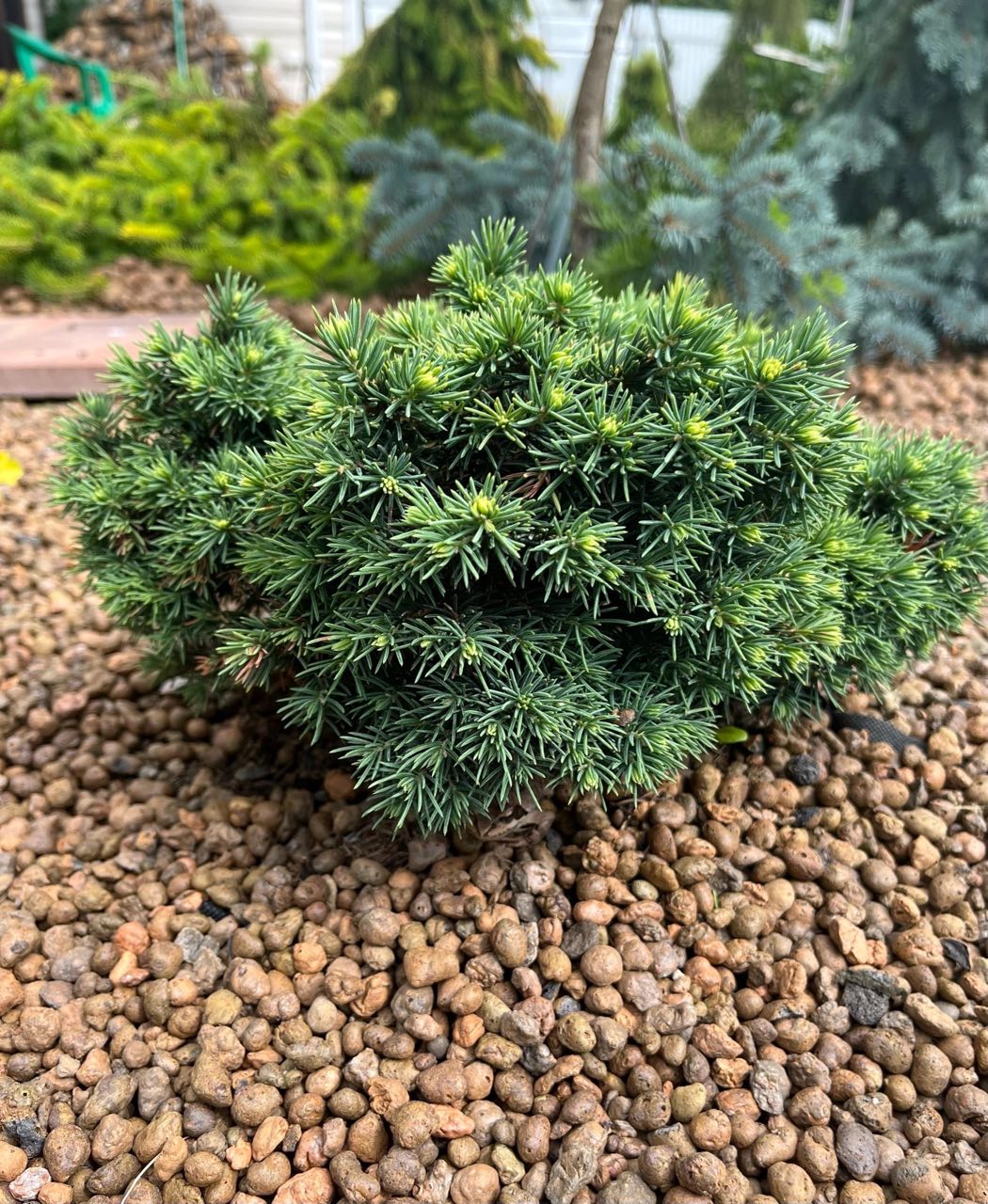 Picea pungens 'Hulsdonk Mini'