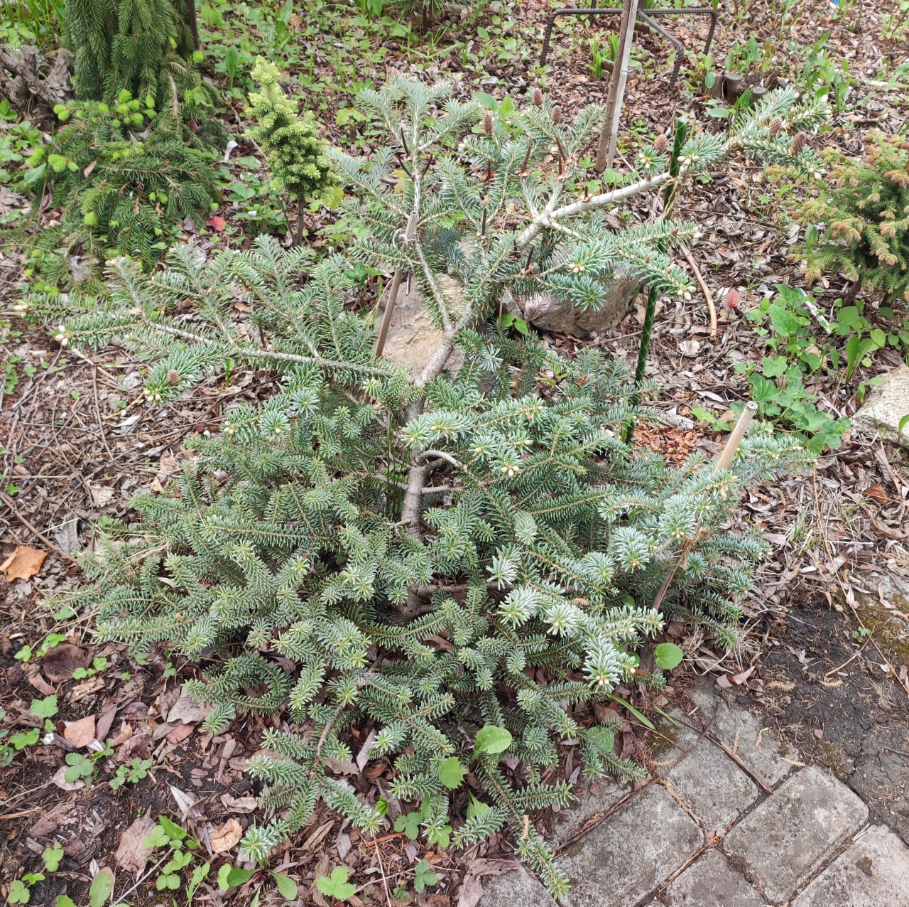 Abies koreana 'Blue Magic'