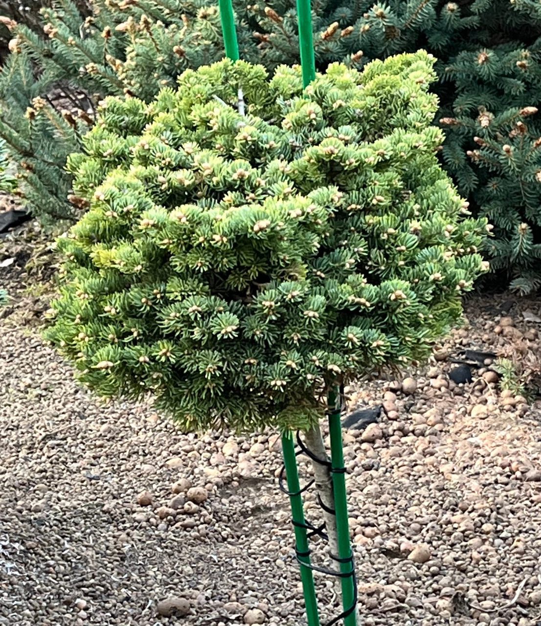 Abies lasiocarpa 'Utah'