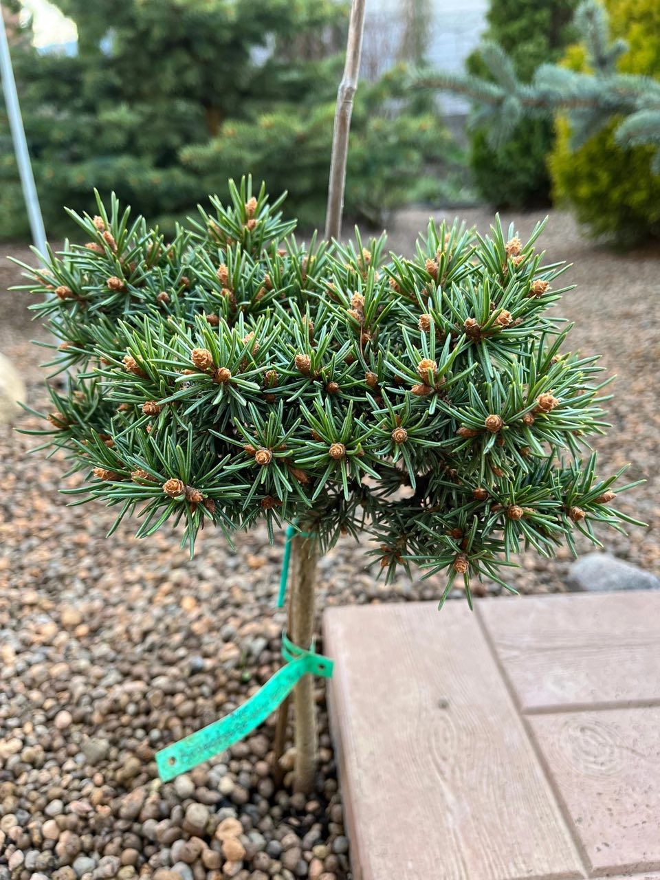 Picea engelmannii ‘Ketchum’