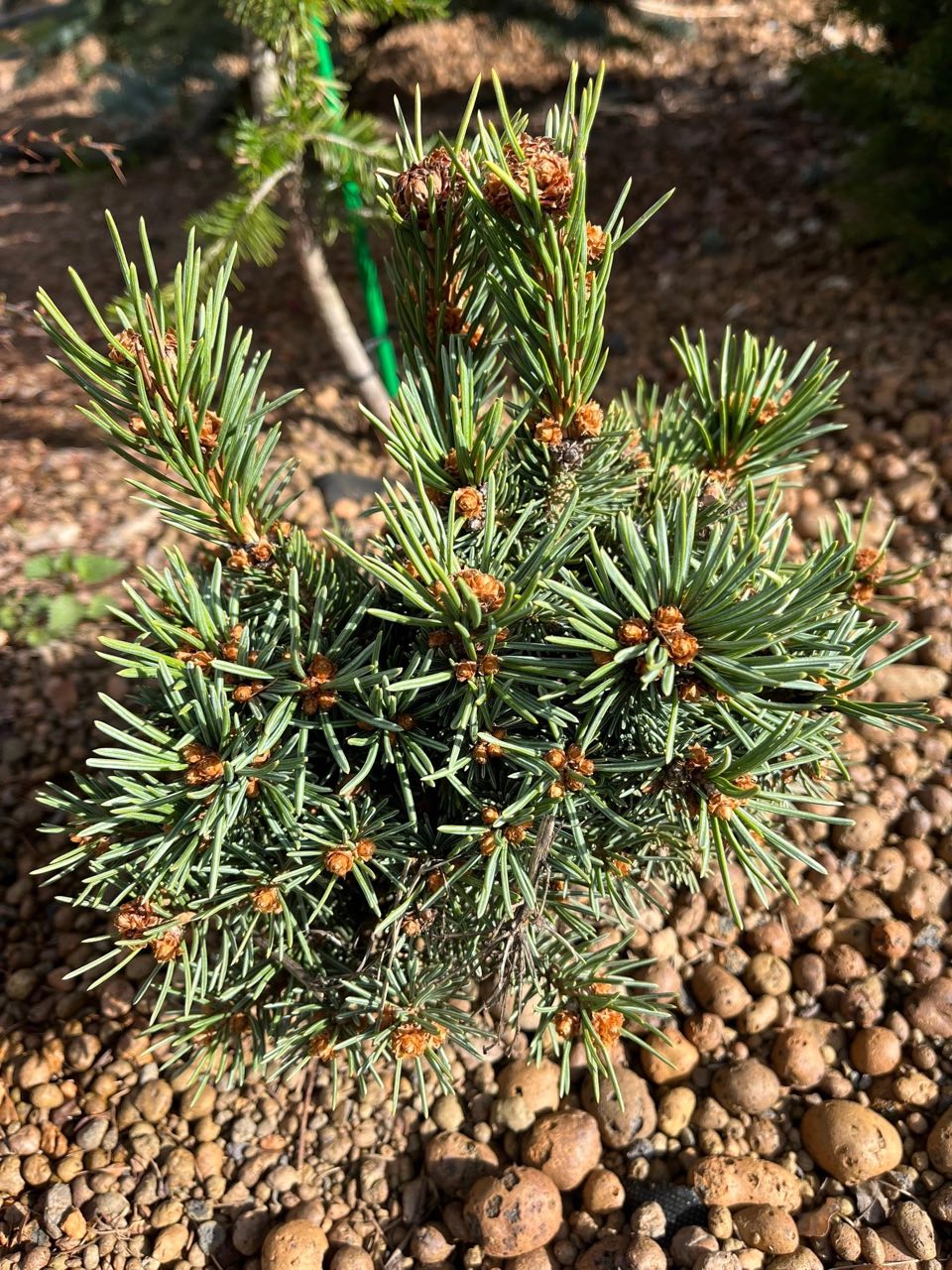 Picea engelmannii 'Tiny Squaw'
