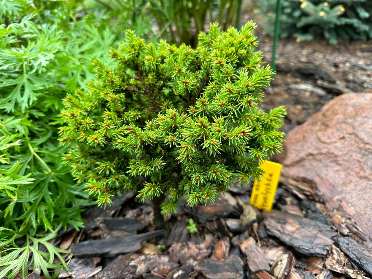 Picea abies 'Nevalyashka'