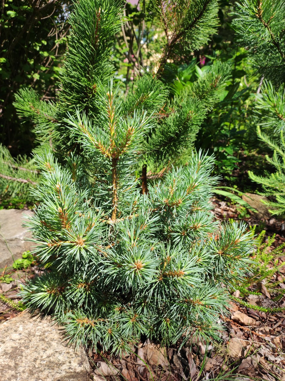 Pinus sylvestris 'Filip’s Blue Globe'