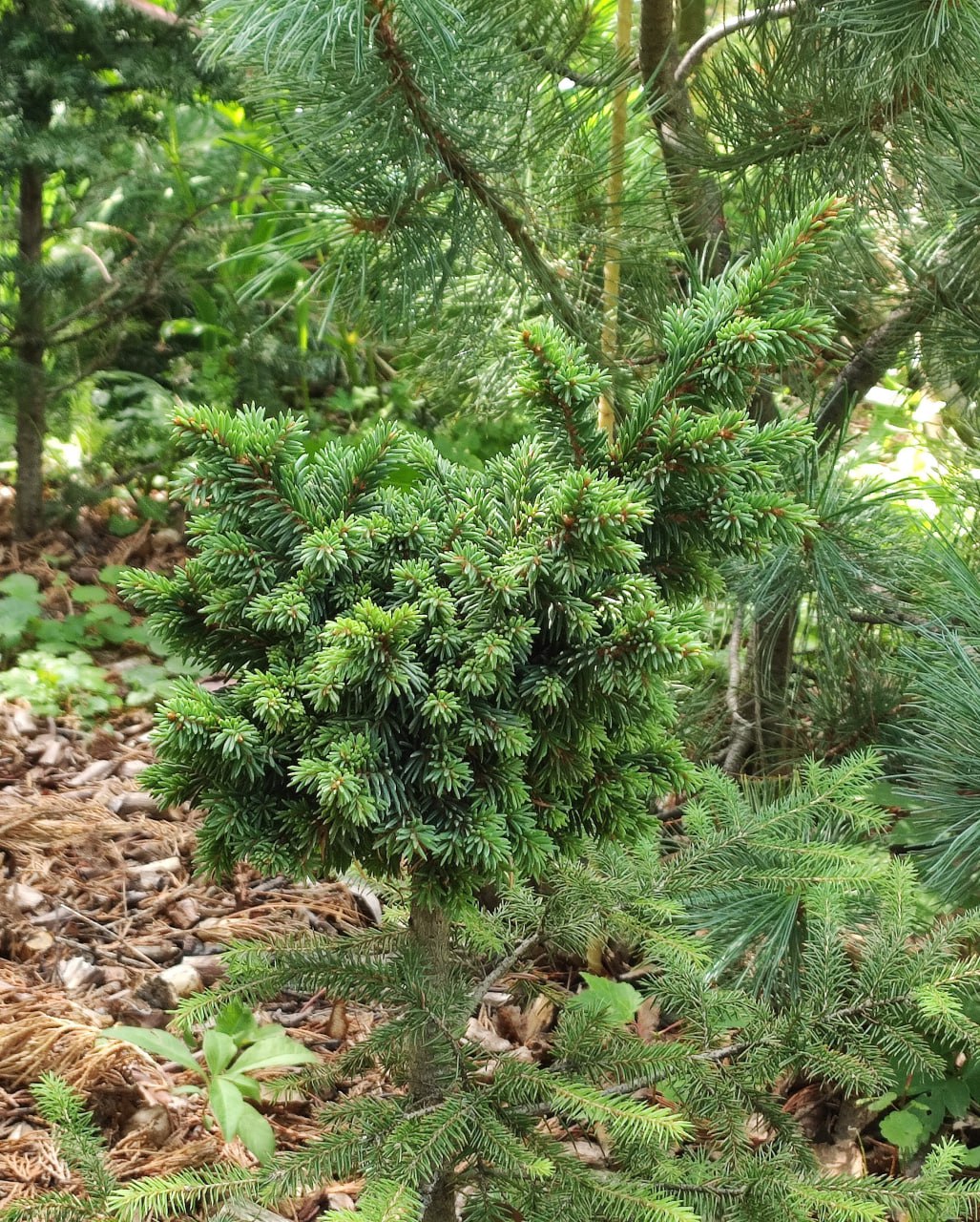 Picea abies 'Gitarnoye'