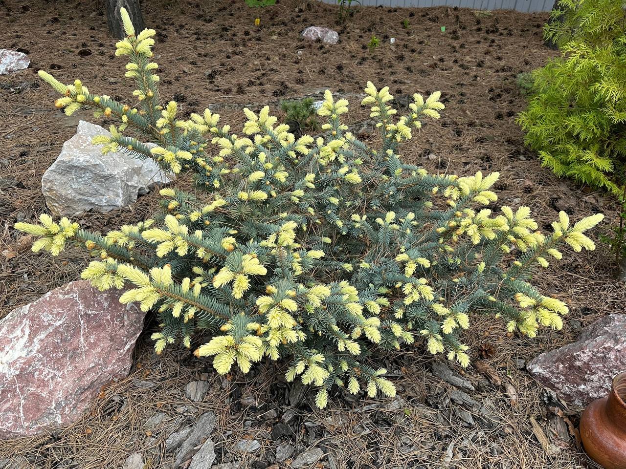 Picea pungens ‘Bialobok’