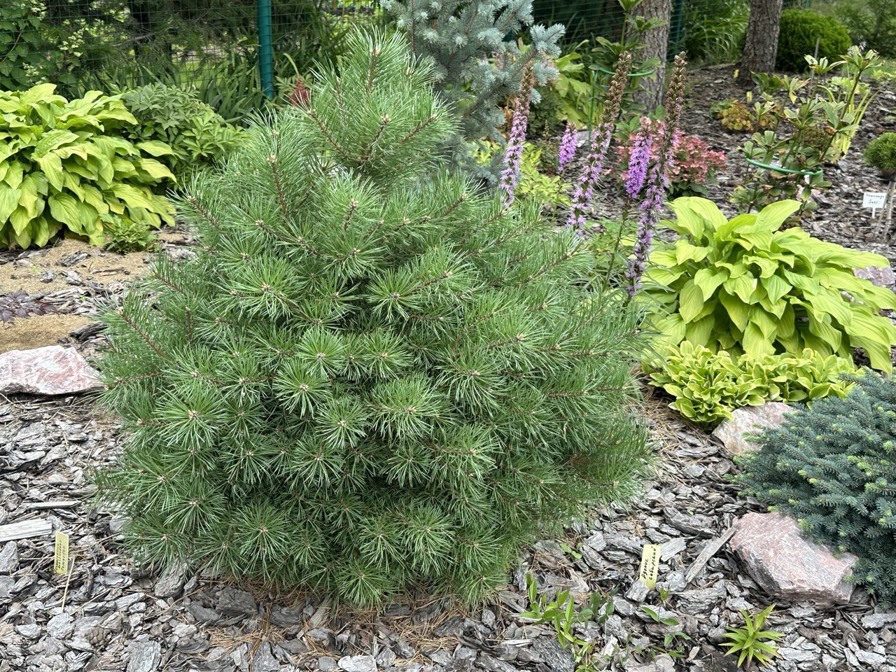 Pinus sylvestris 'Bexel WB'