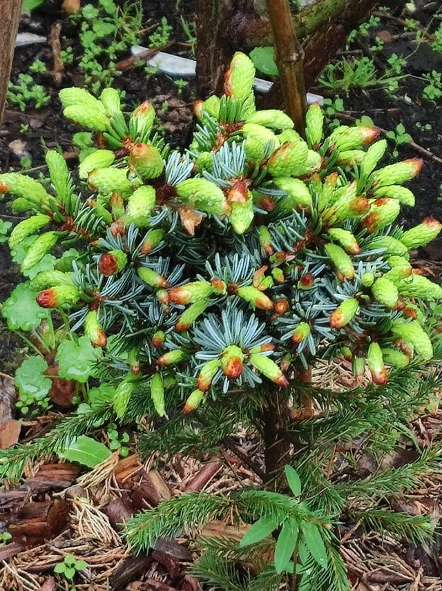 Picea omorika 'Punkakhariyu'