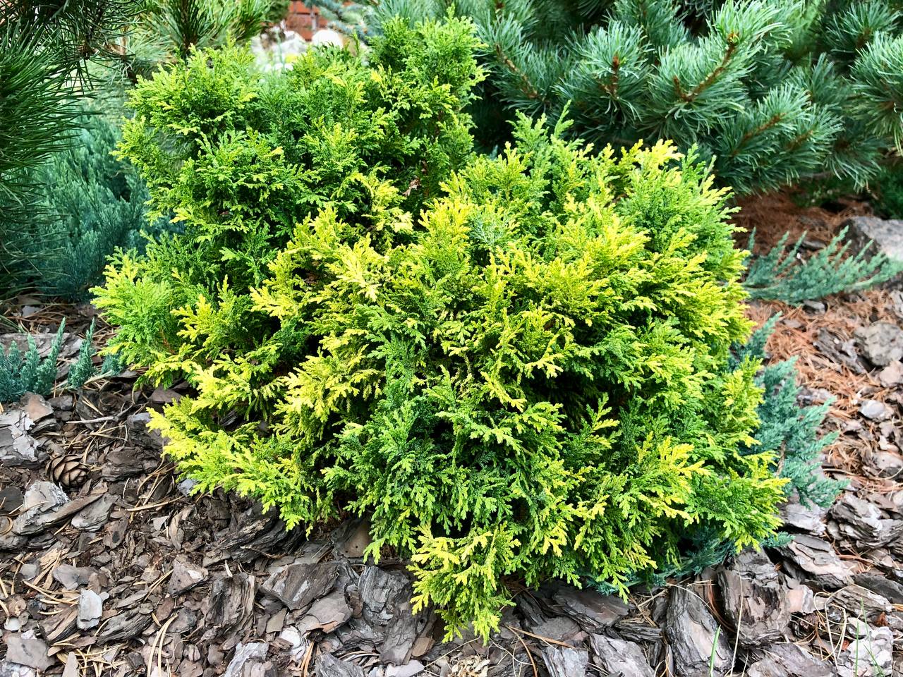 Chamaecyparis pisifera 'Gold Dust'