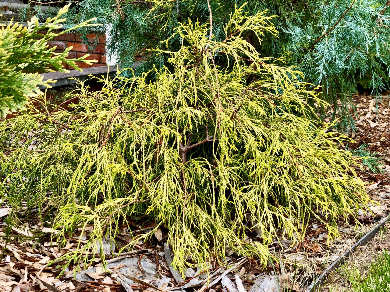 Chamaecyparis pisifera 'Filifera Aurea'