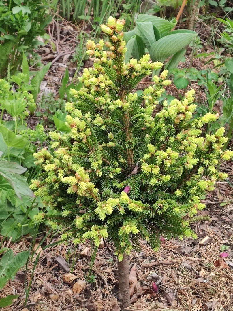 Picea abies 'Akrobatika'