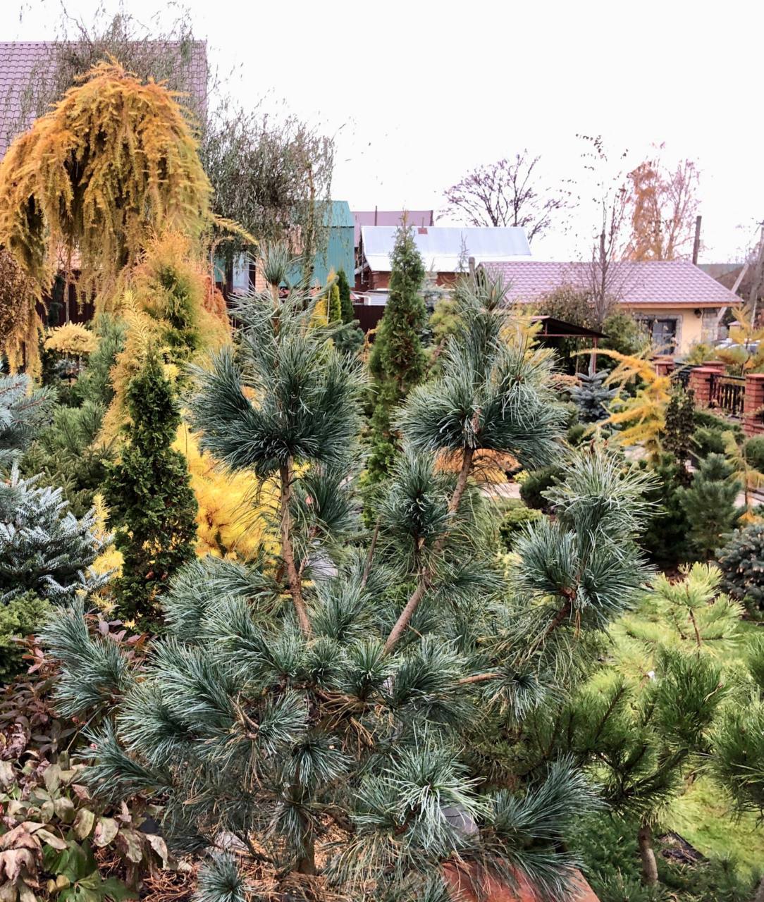 Pinus koraiensis 'Silveray’