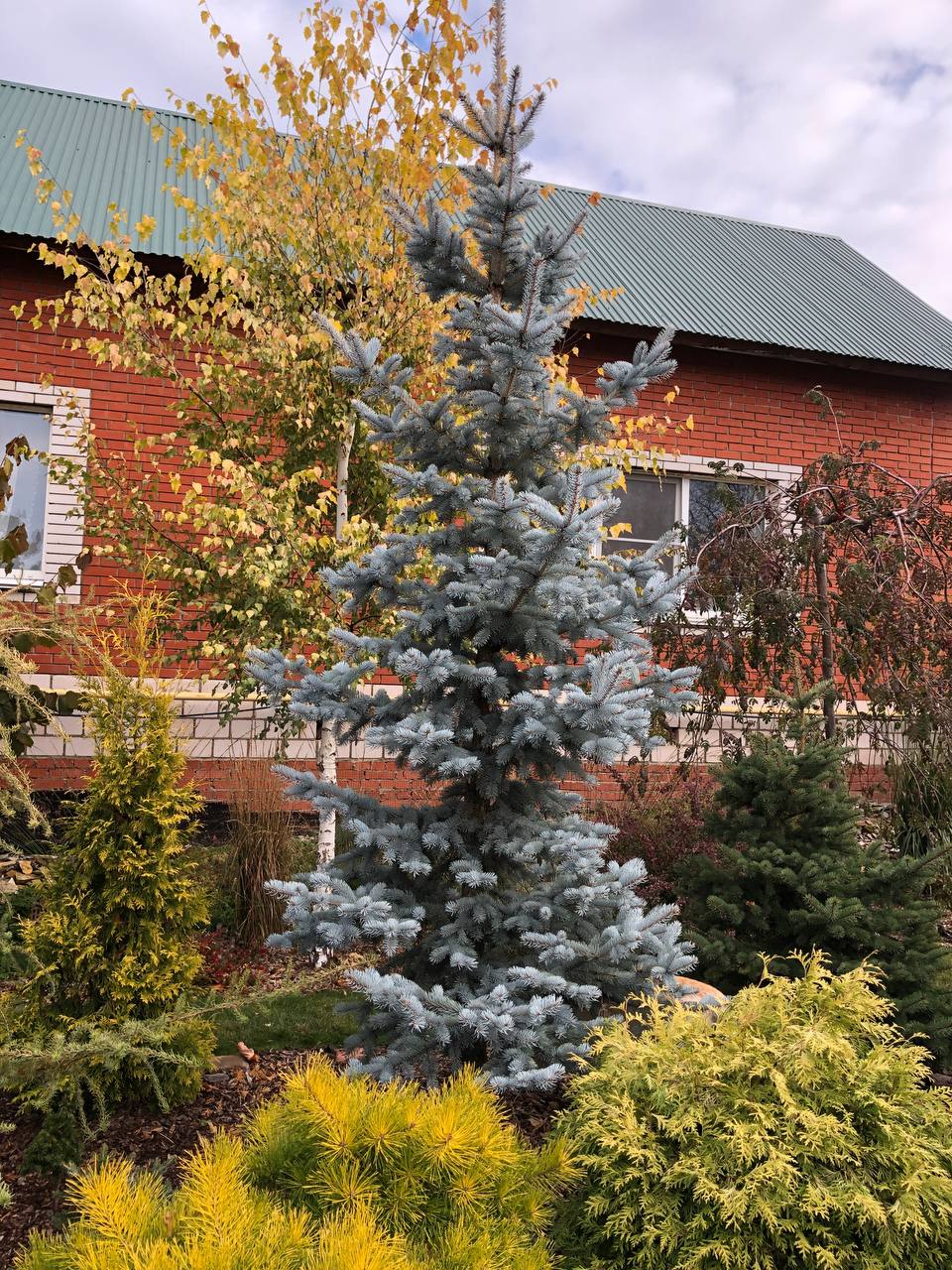 Picea pungens 'Hoopsii'