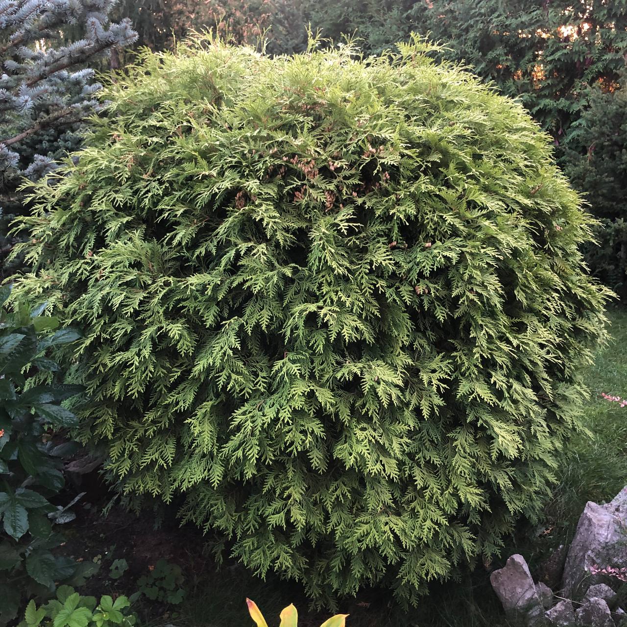 Thuja occidentalis ‘Selena’