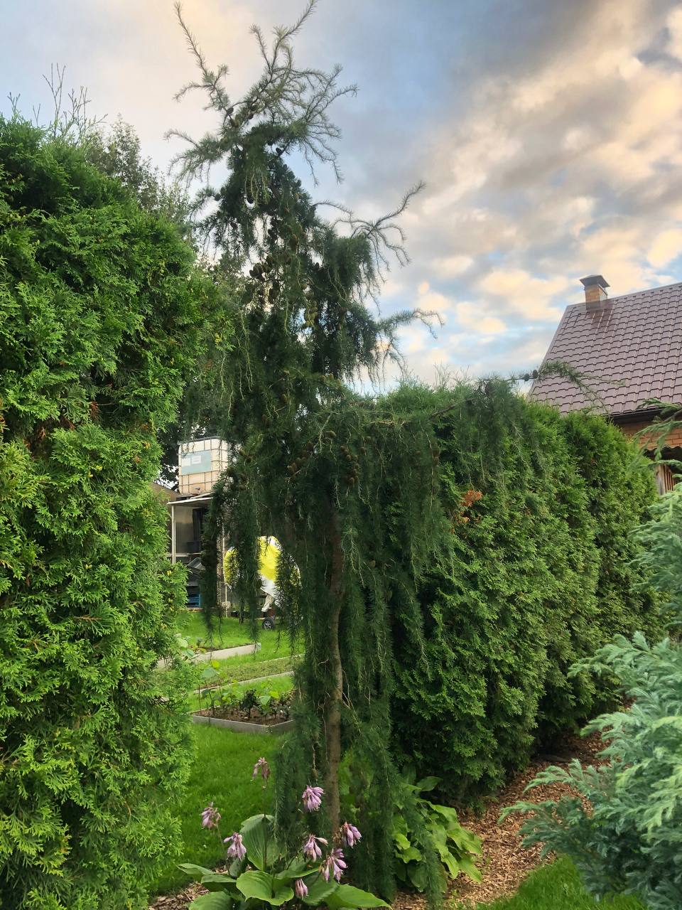 Larix decidua 'Horstmann's Recurved'