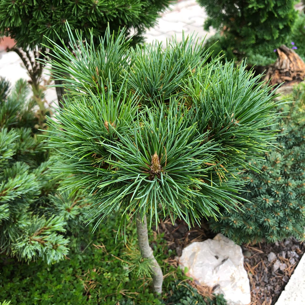 Pinus sibirica 'Tamagochi'