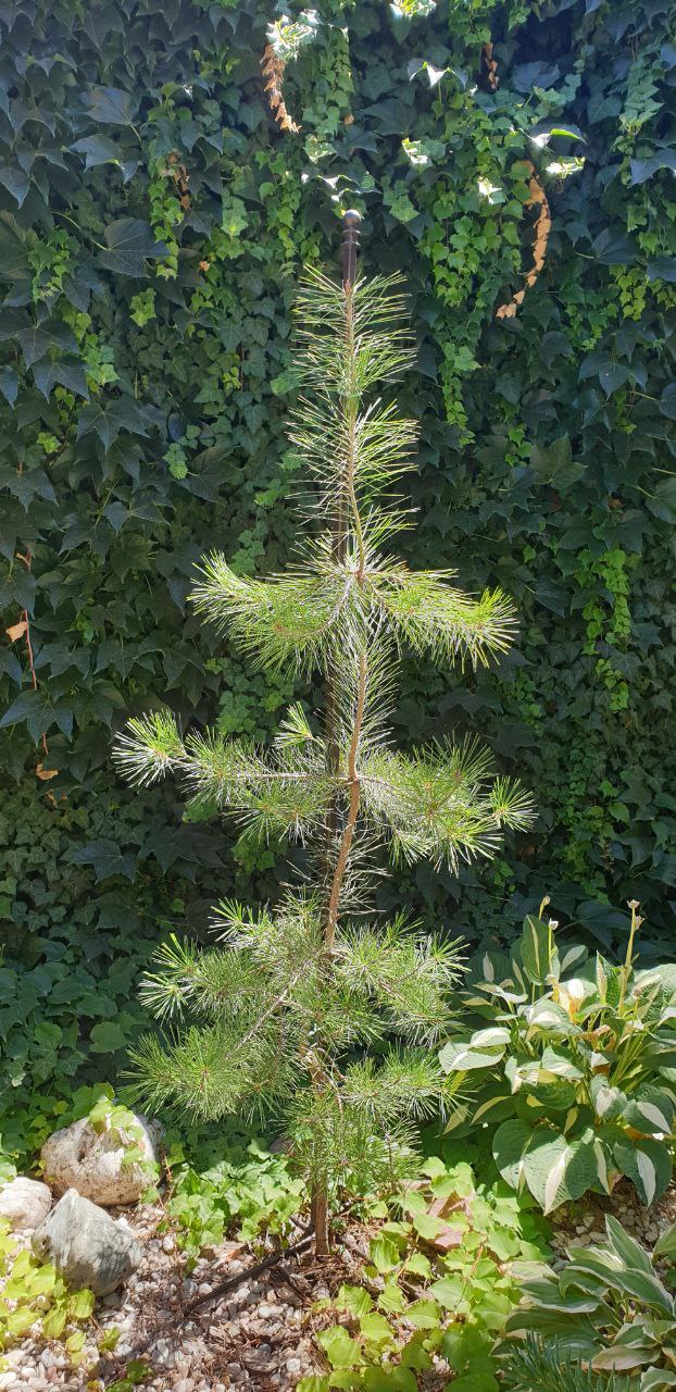 Pinus densiflora 'Pendula'