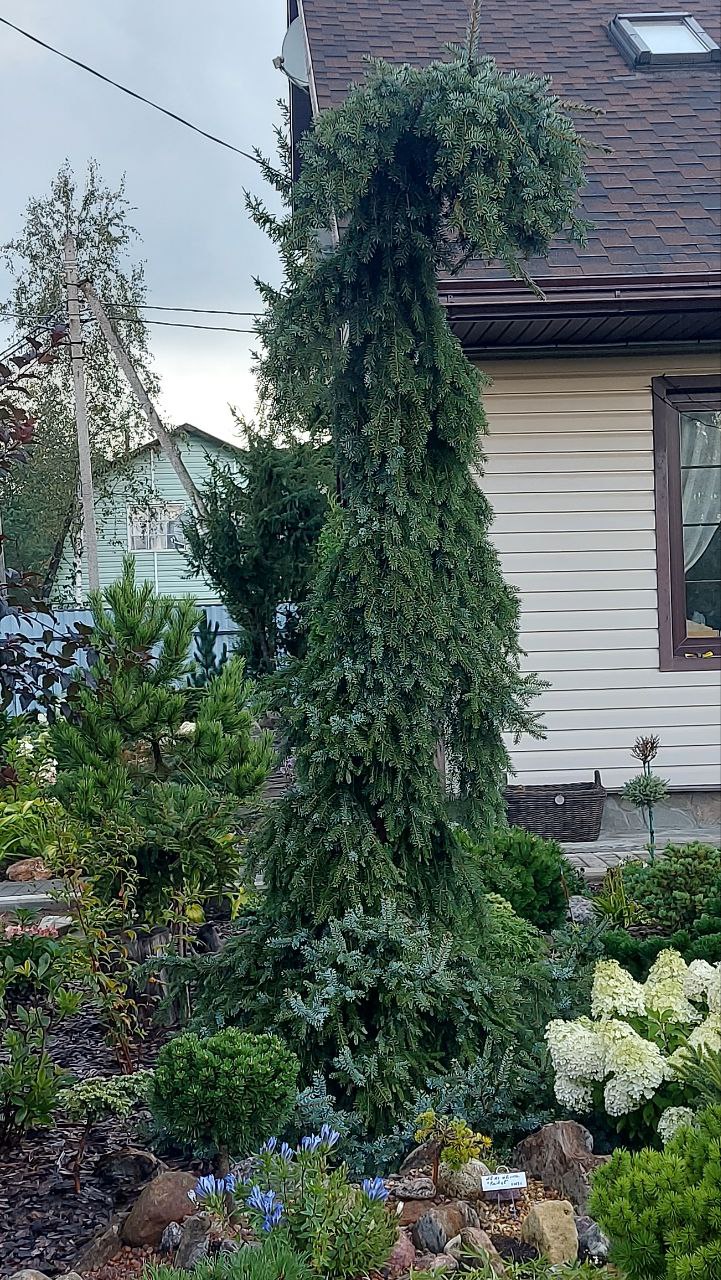 Picea omorika 'Pendula Bruns'.