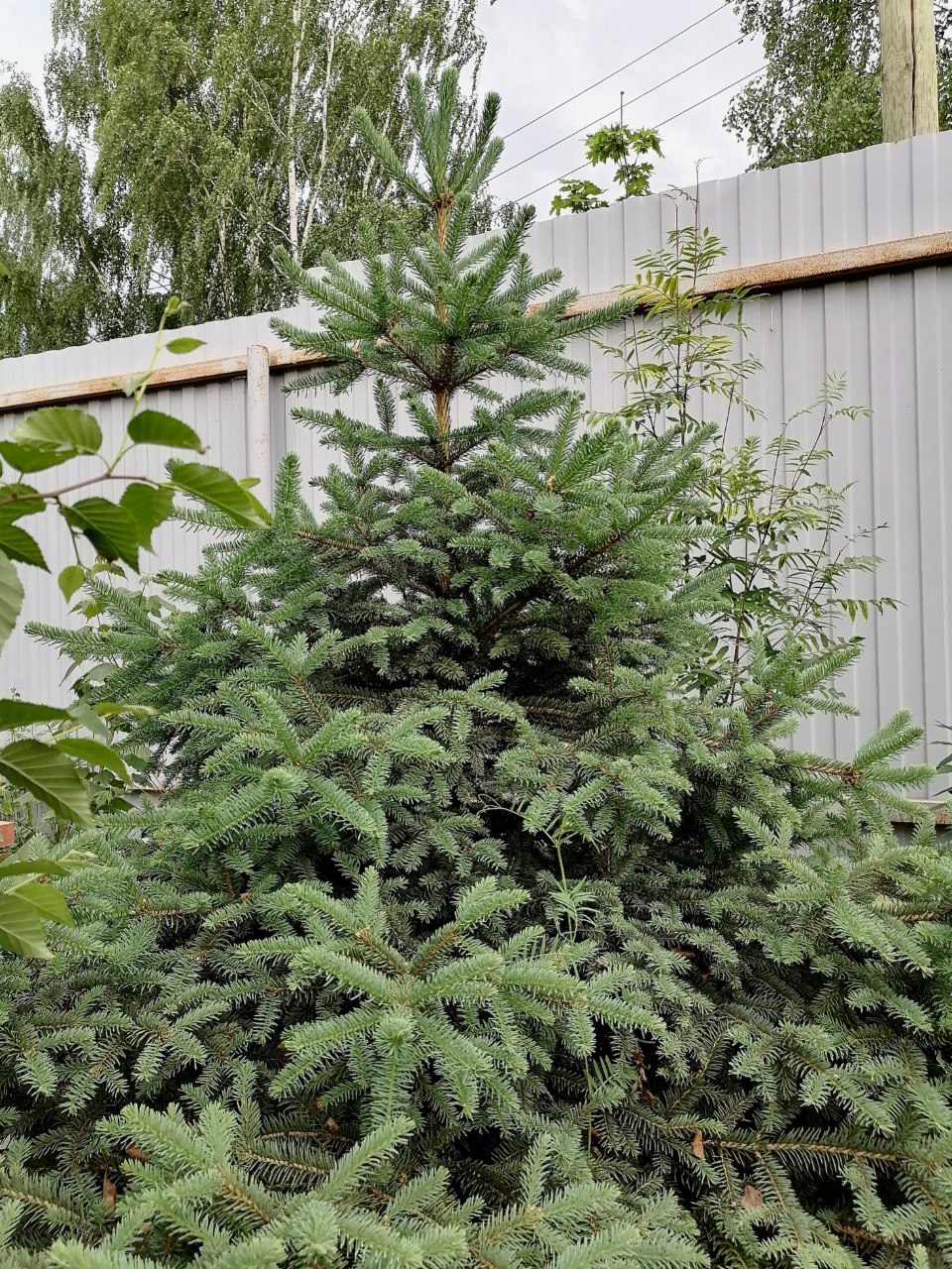 Picea crassifolia