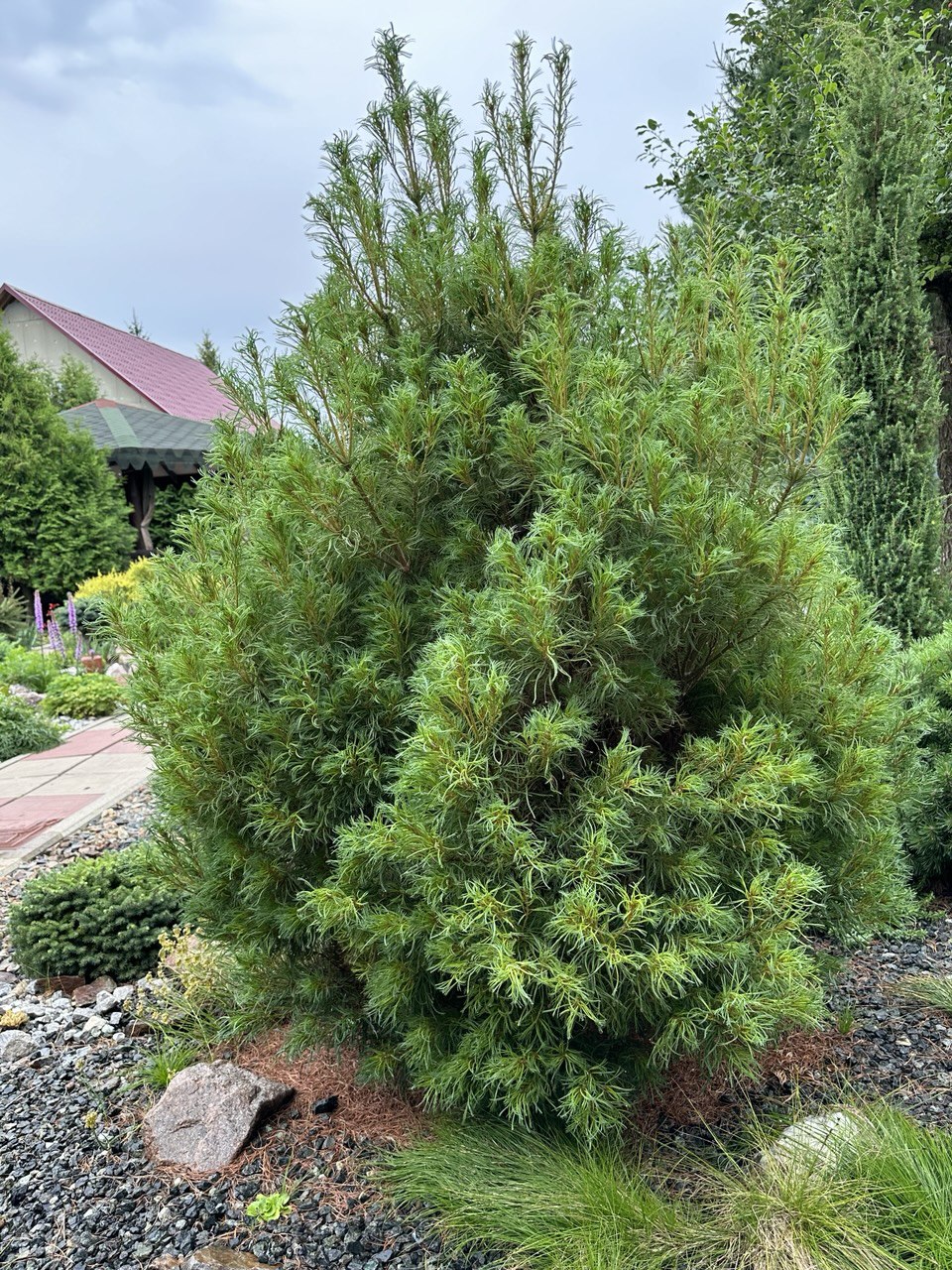 Pinus strobus ‘Squiggles’