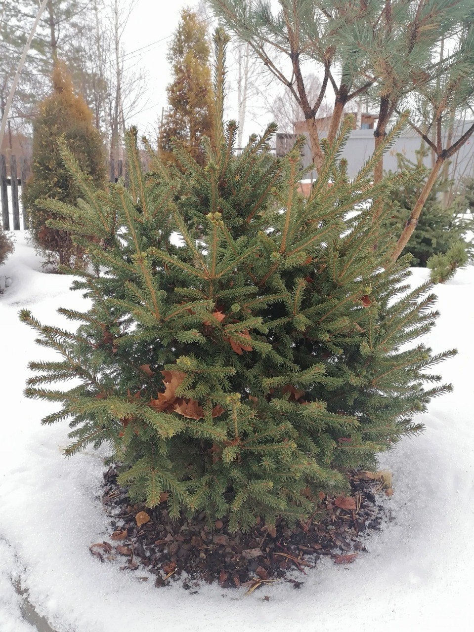 Picea abies 'Elegans'