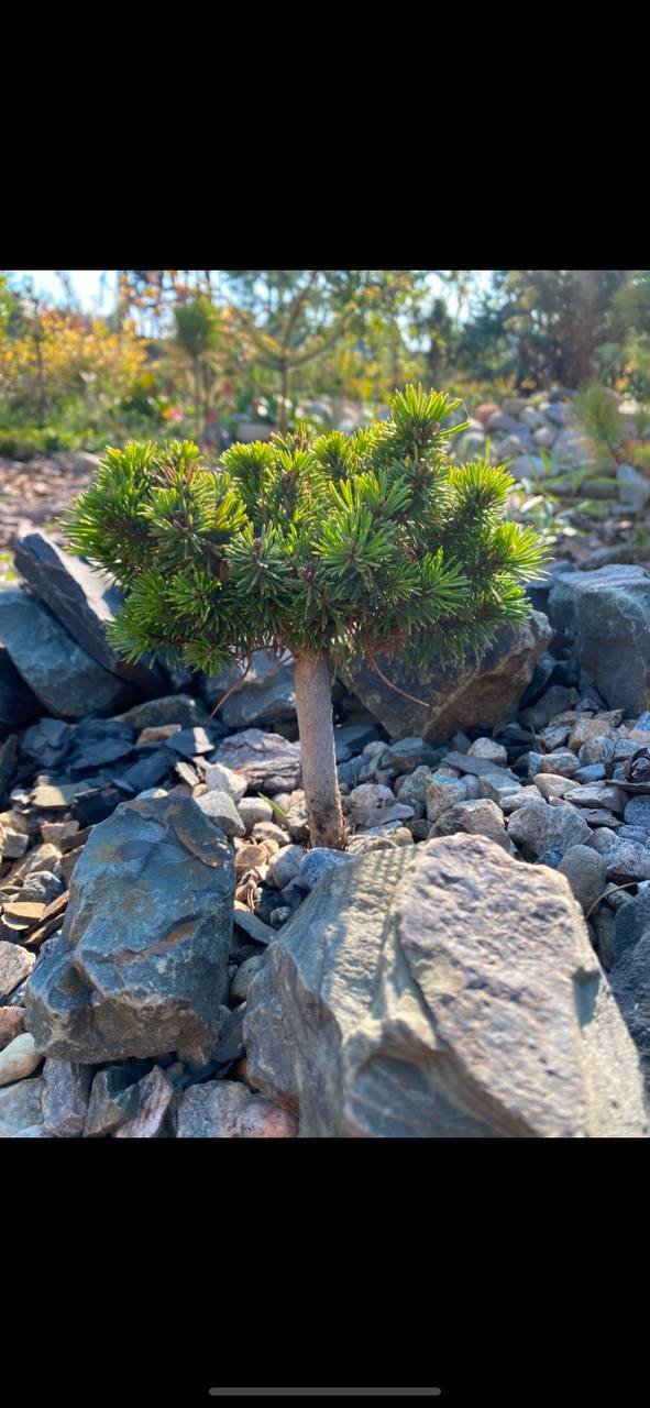 Pinus uncinata (mugo) ‘Radka’