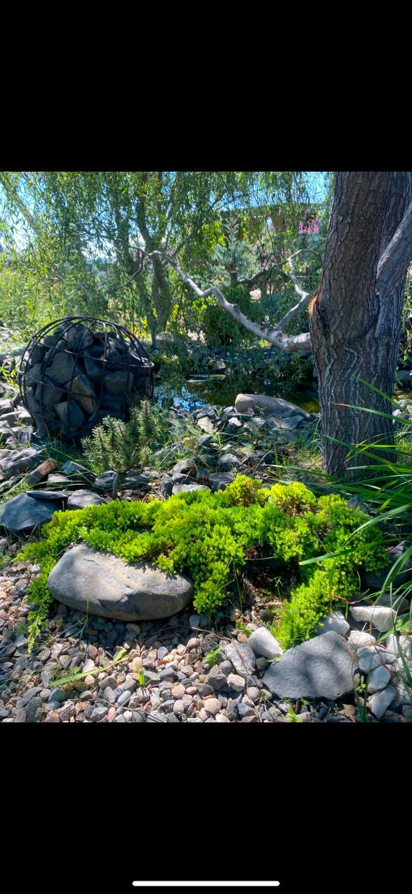 Juniperus procumbens 'Nana'