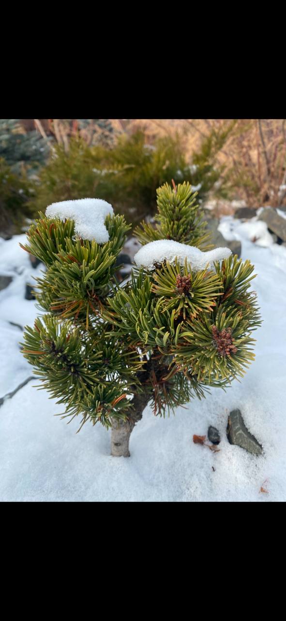 Pinus mugo ‘Picobello’