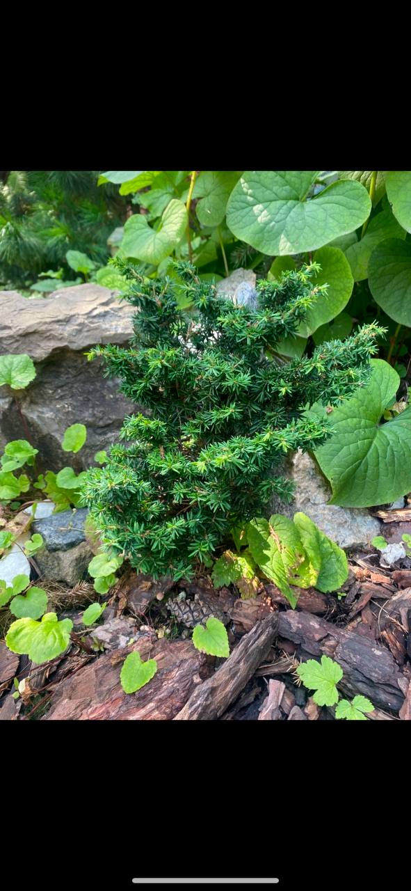 Tsuga canadensis 'Minuta'