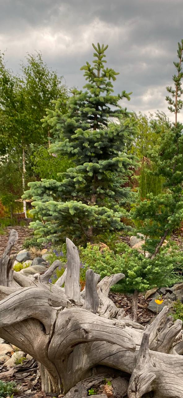 Picea pungens 'Fruhlingsgold'