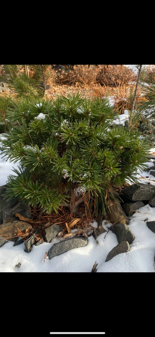 Pinus mugo 'Benjamin'