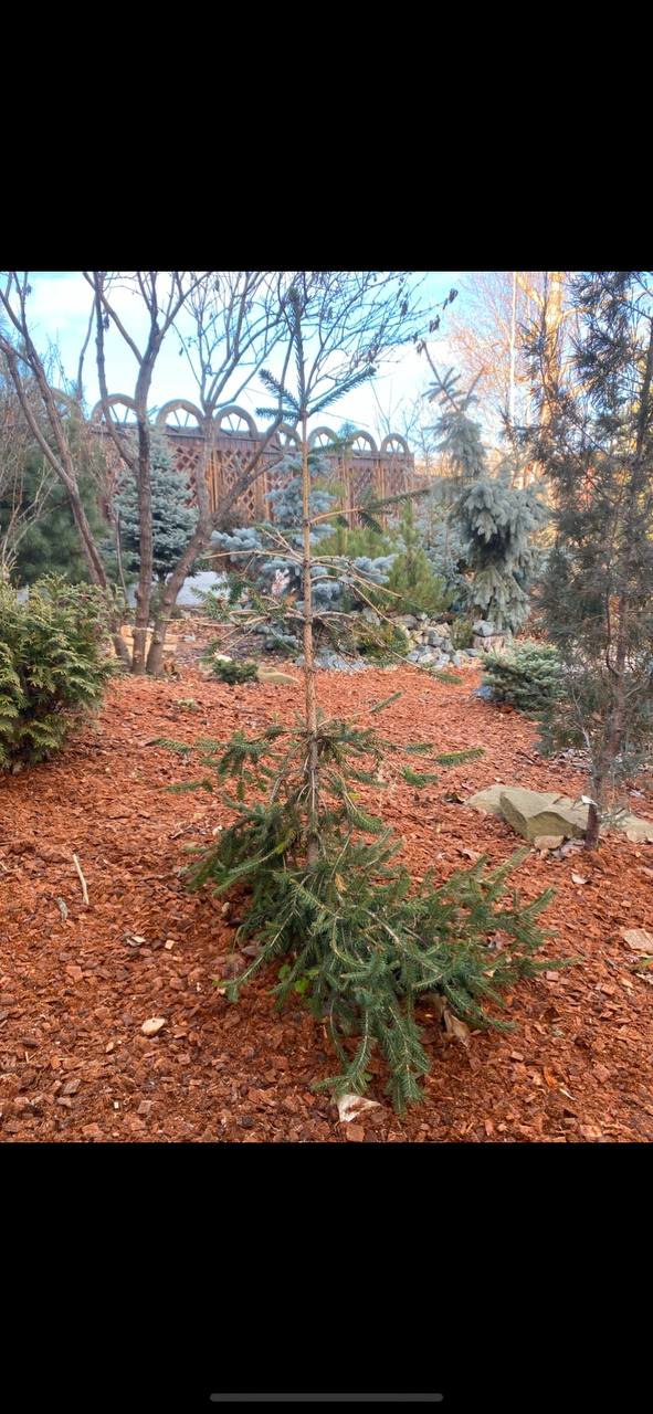 Picea abies 'Rothenhaus'