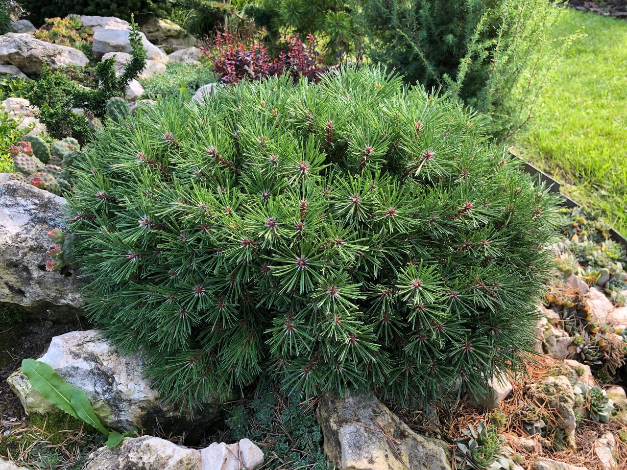 Pinus mugo ‘Mini Mini’