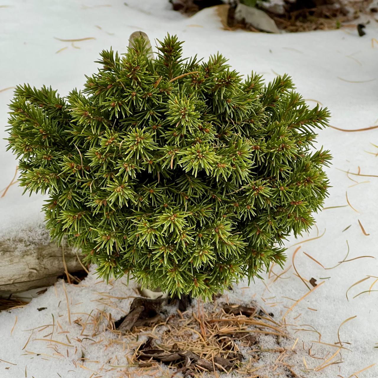 Picea obovata ‘Anastasia’