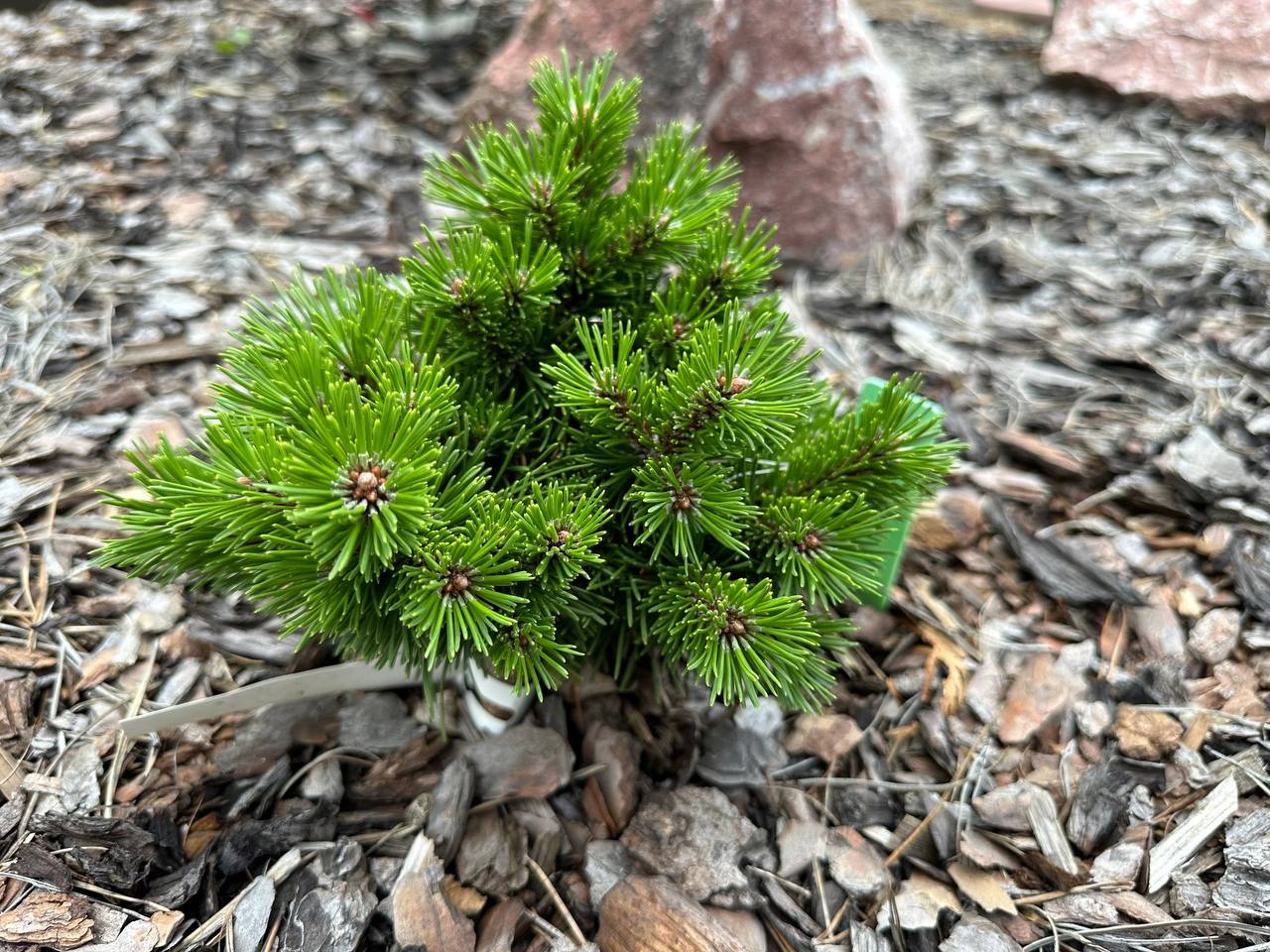 Pinus mugo ‘Mouse’
