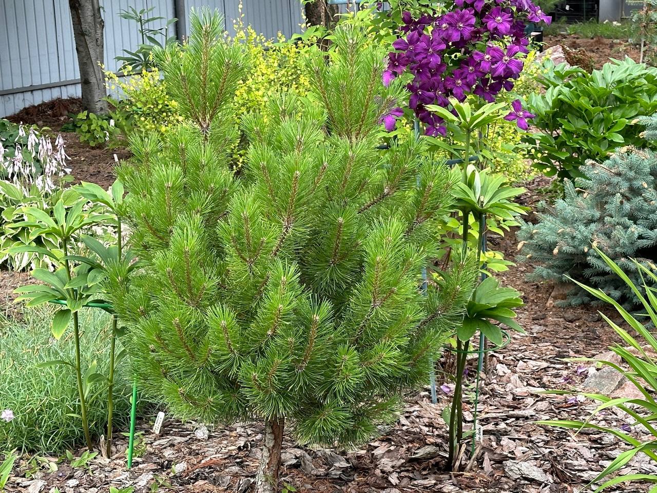 Pinus mugo ‘Ophir’