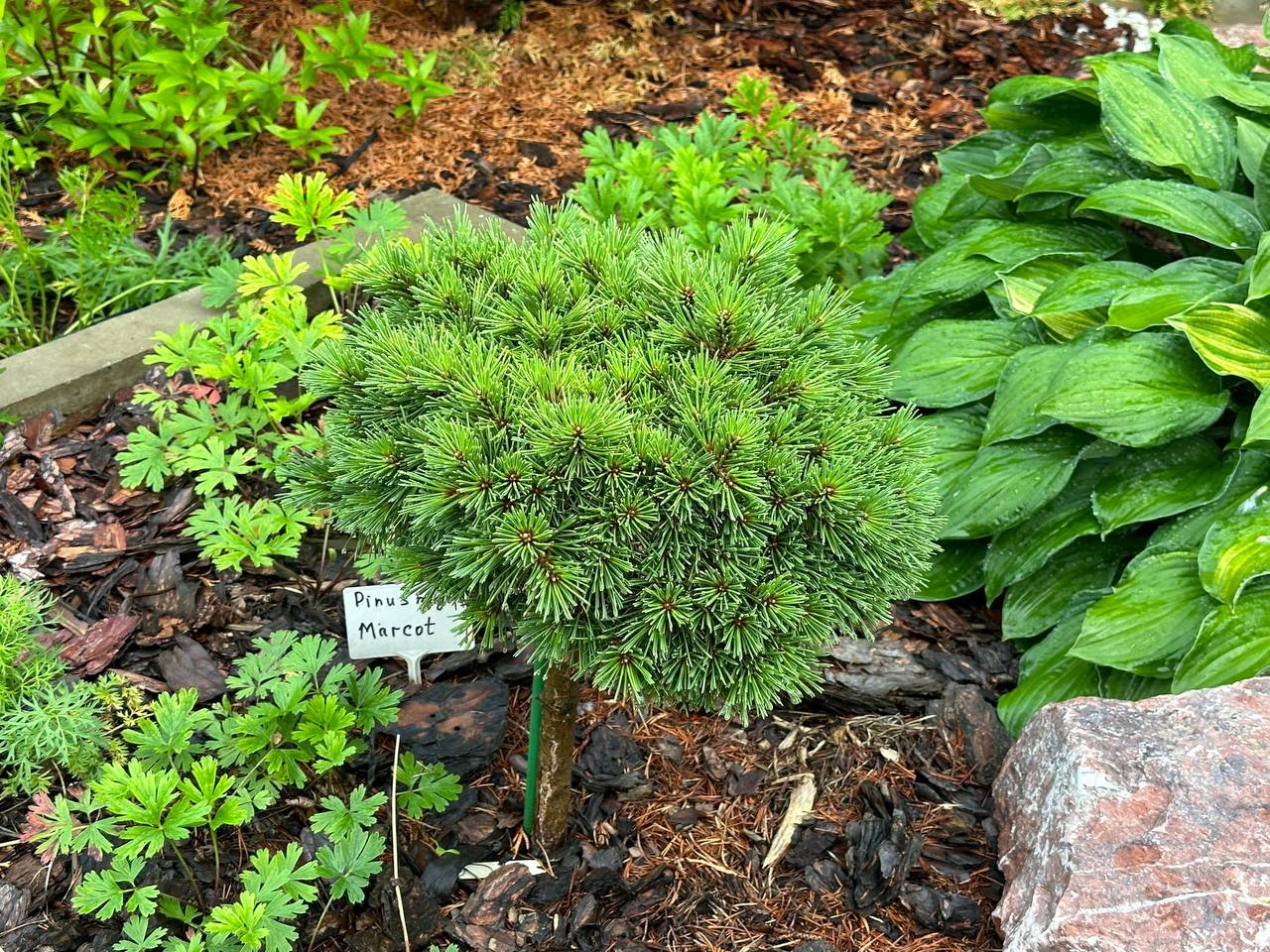 Pinus mugo ‘Marcot’