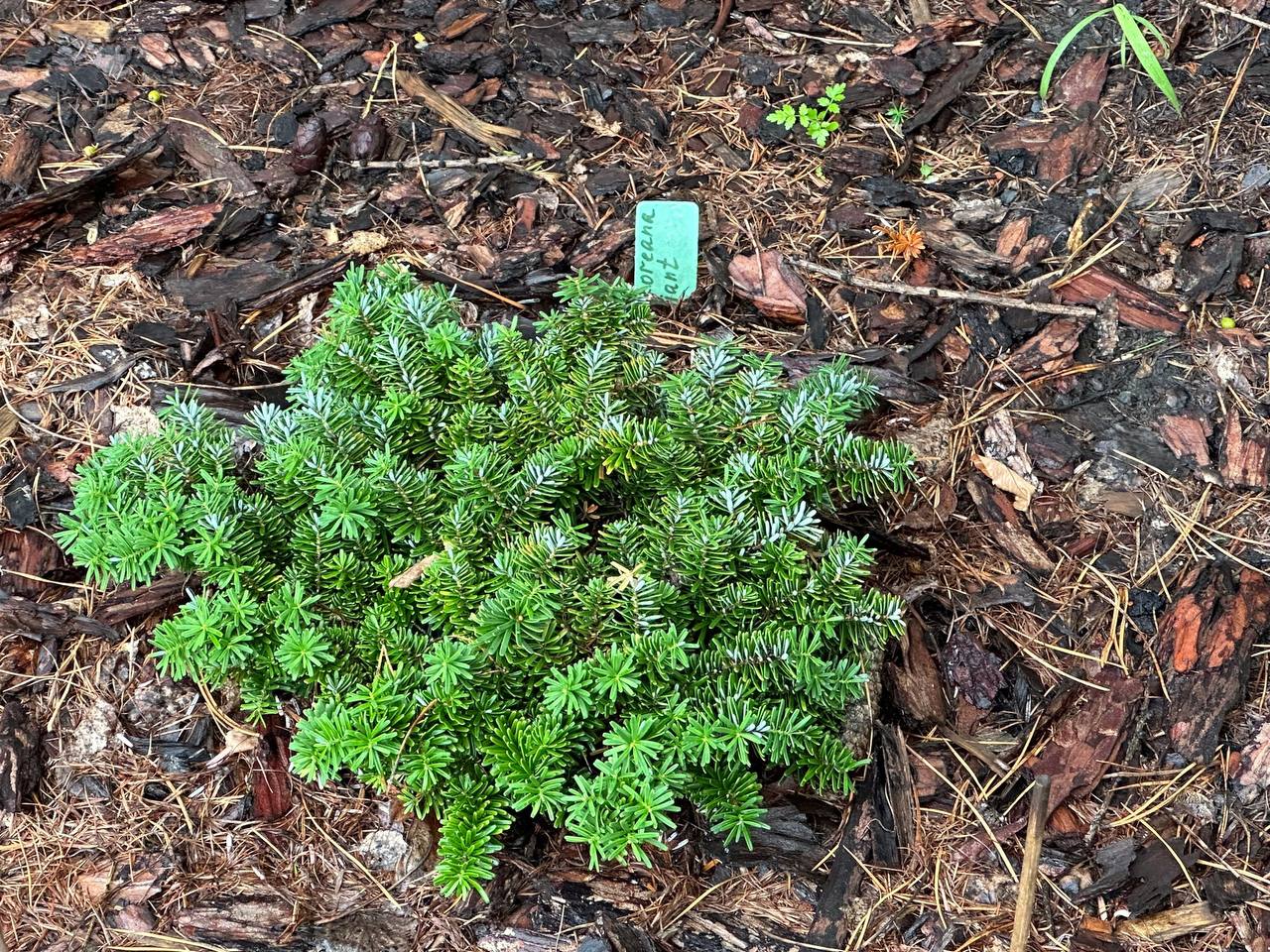 Abies koreana​ ‘Brilliant’